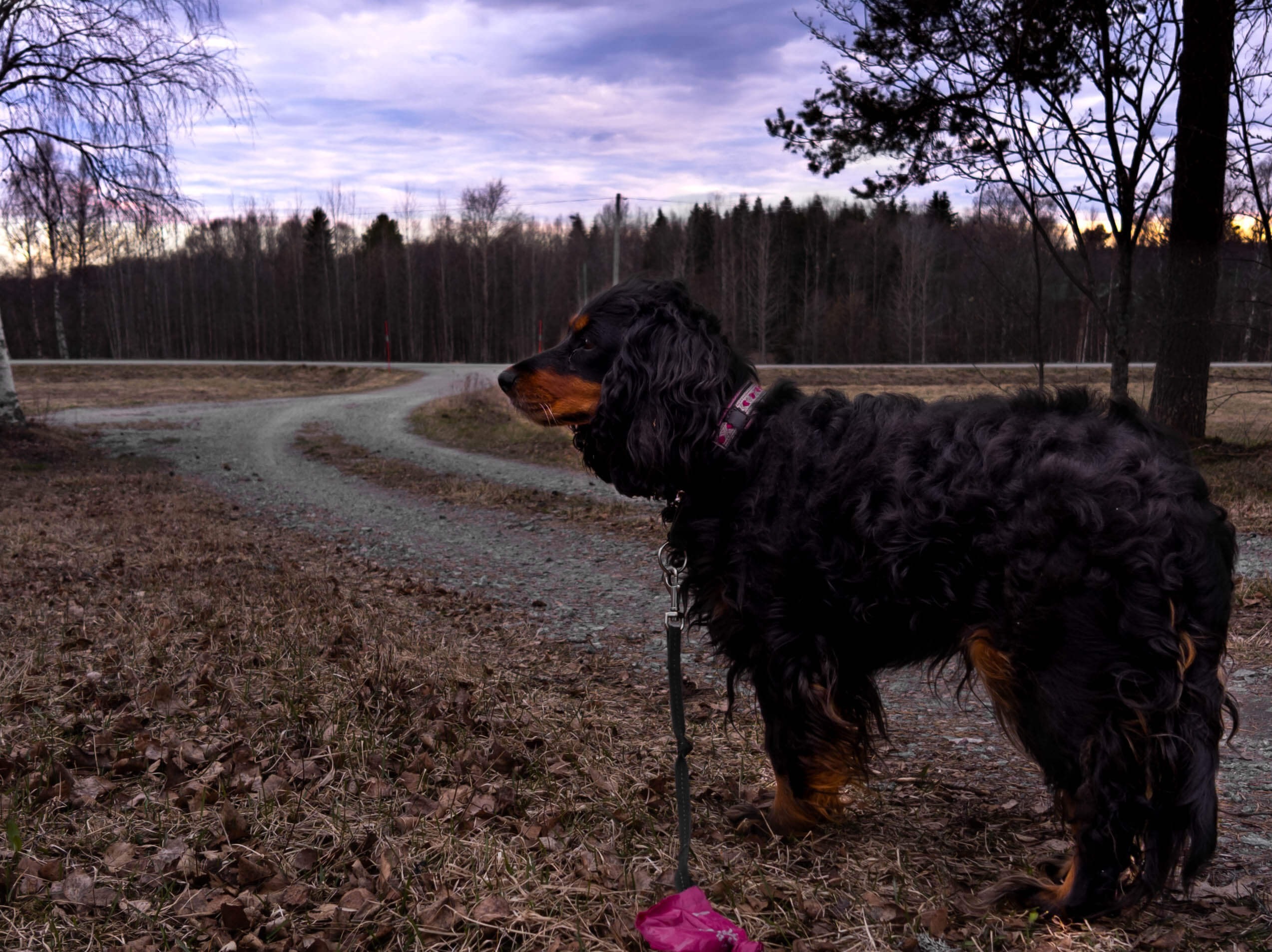 A photo of a dog from the side next to a gravel road