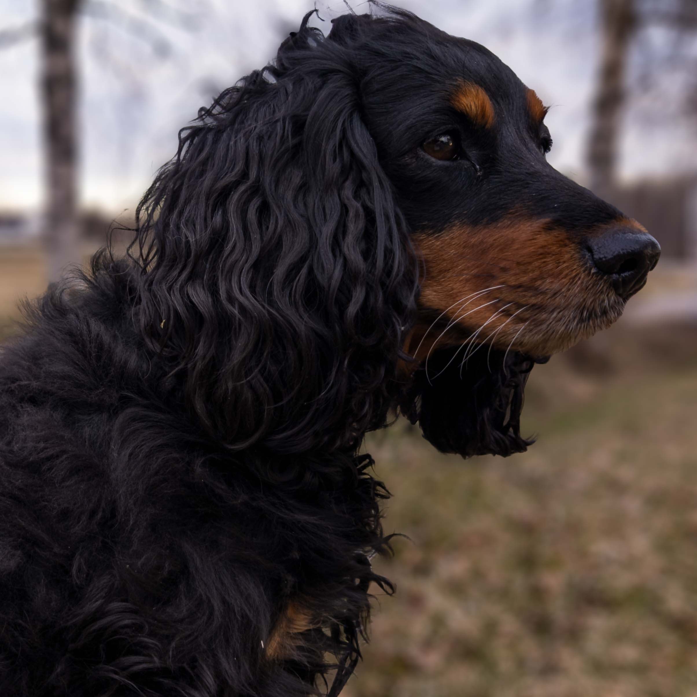 Portrait photo of a mostly black dog with orange nose and eyebrows