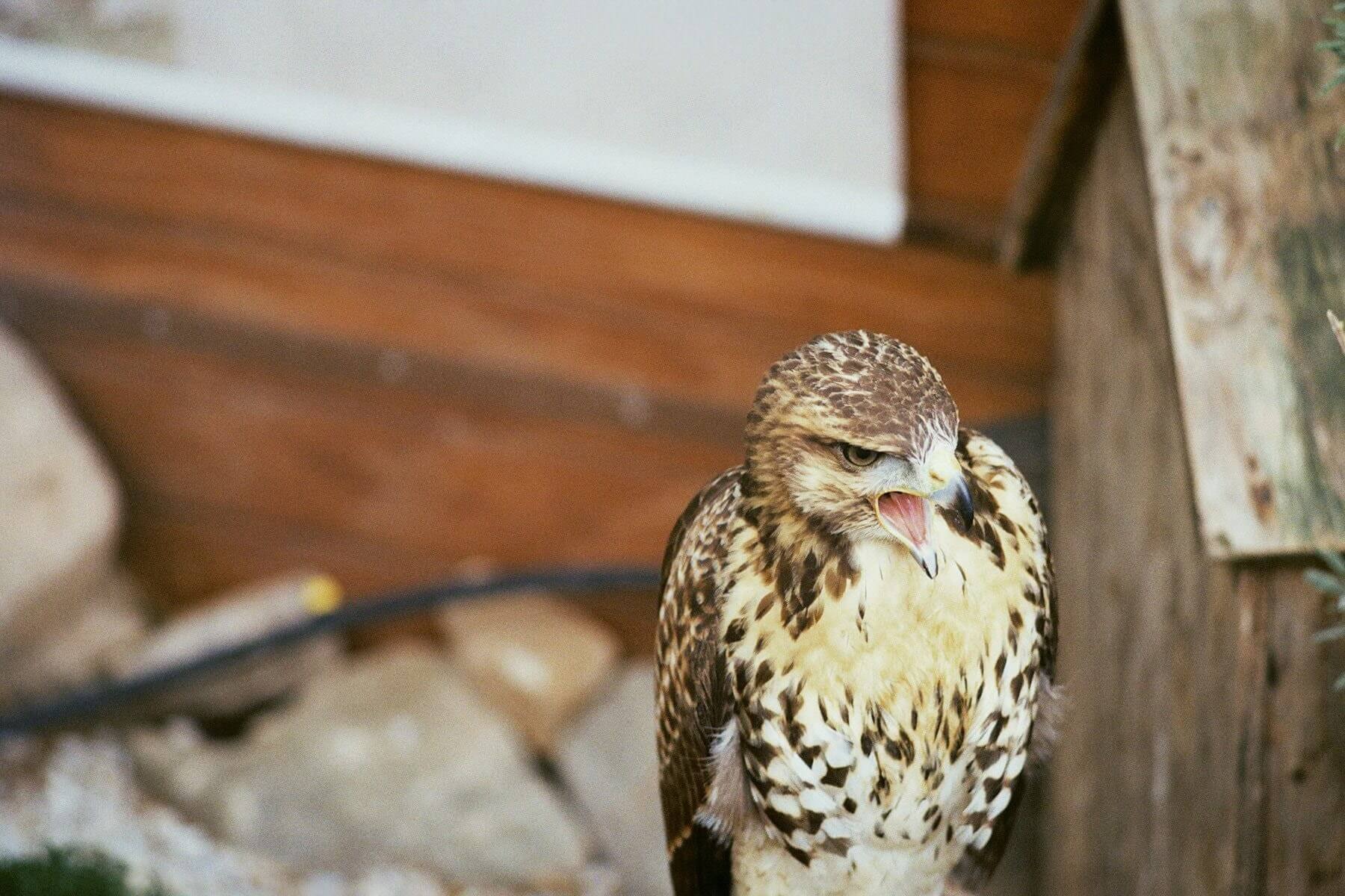 Photo of a falcon with its beak open