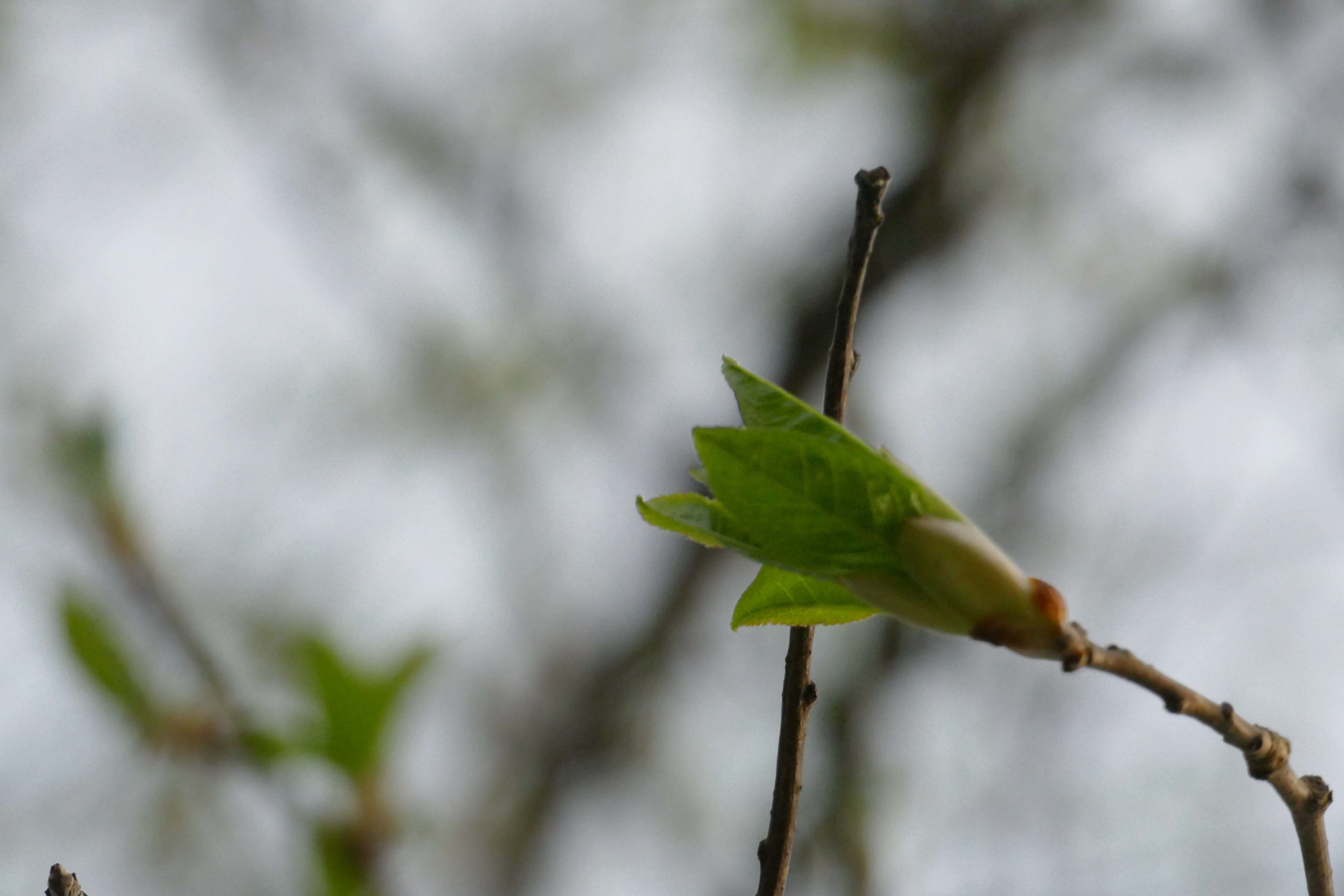 A close up photo of a tree branch in spring with a bud opening up